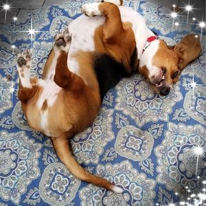 Meet your Posher, Dawn